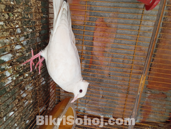চুইটাল ঘুঘু সেল হবে